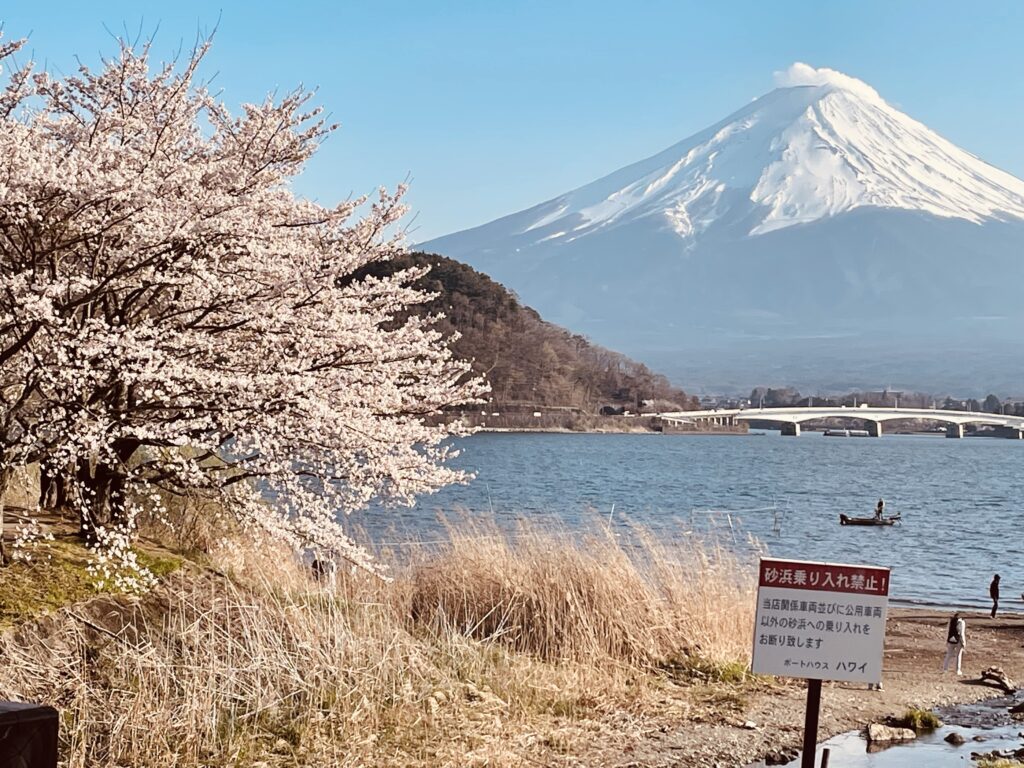 Cherry Blossoms, Mt Fuji