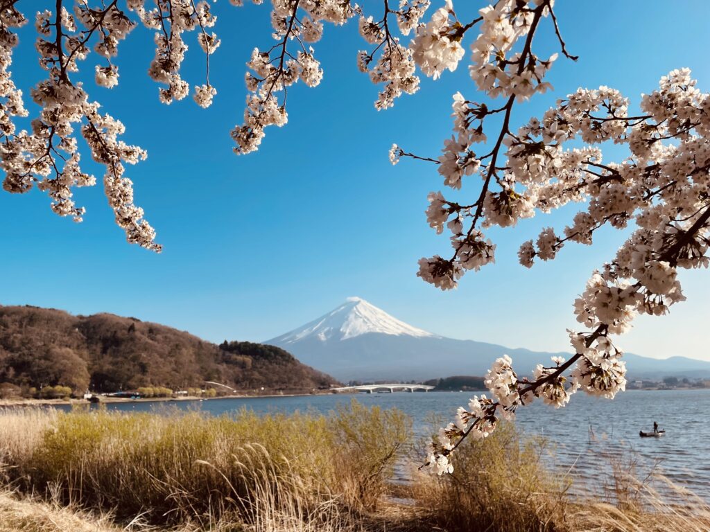 Cherry blossom with Mt.fuji