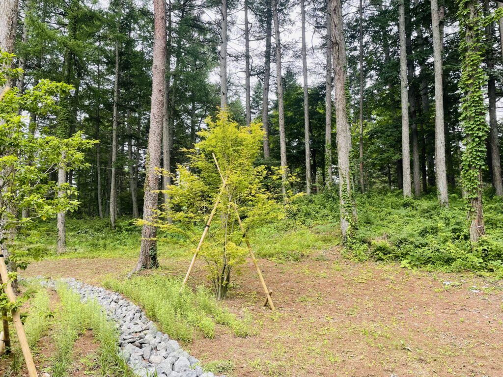 The forest surrounding the shop