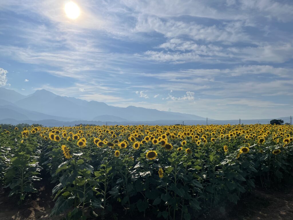Sunflower fields in Akeno, Hokuto City