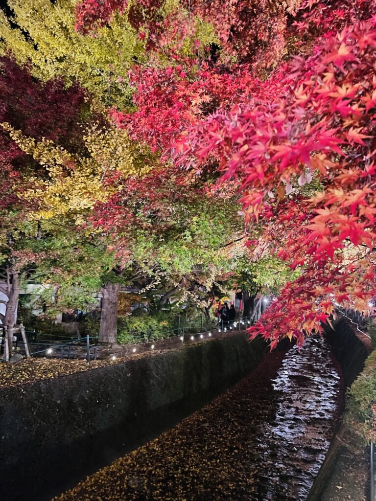 Autumn foliage corridor at Lake Kawaguchi