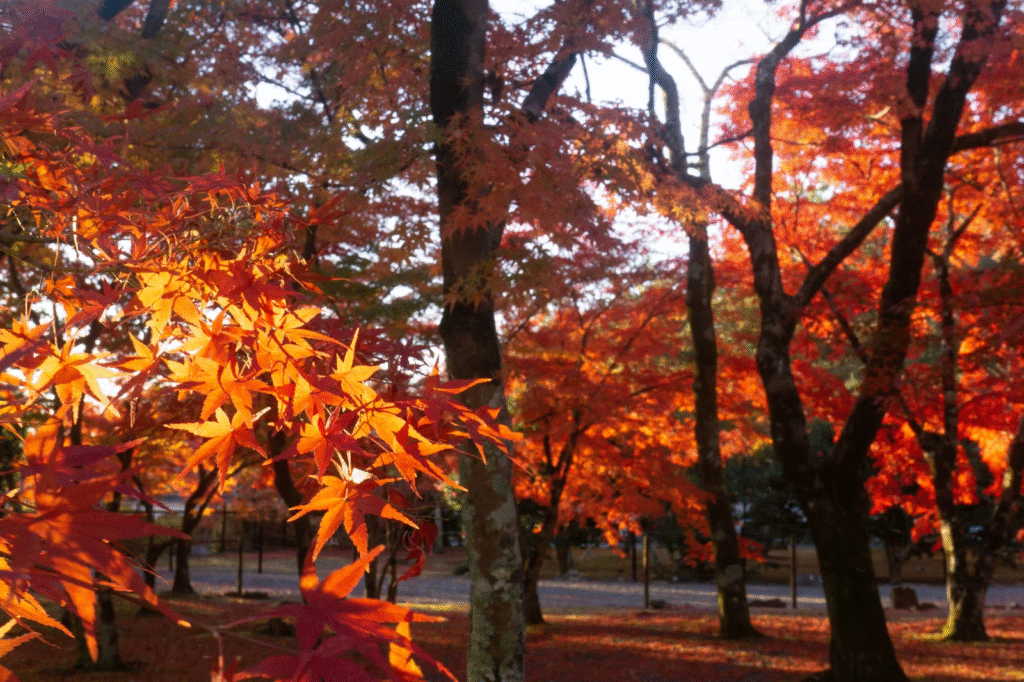 Image of autumn leaves in Japan